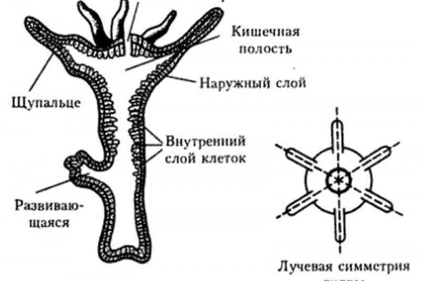 Kraken торговая площадка ссылка