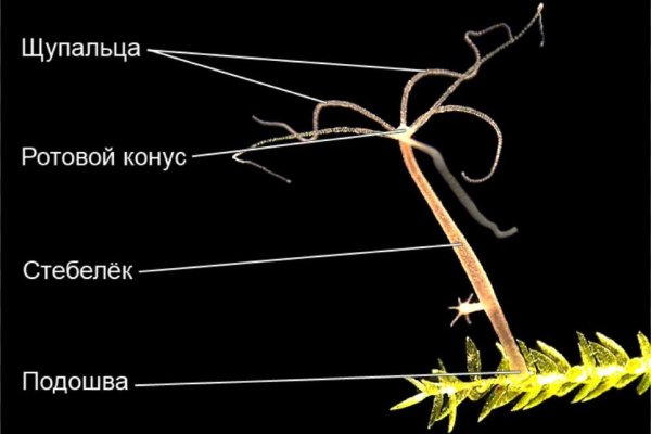 Кракен сайт kr2web in официальный ссылка